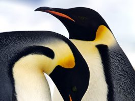 penguen ailesi