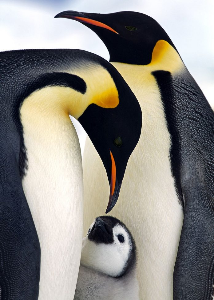 penguen ailesi