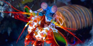 Mantis-Shrimp-mantiskarides