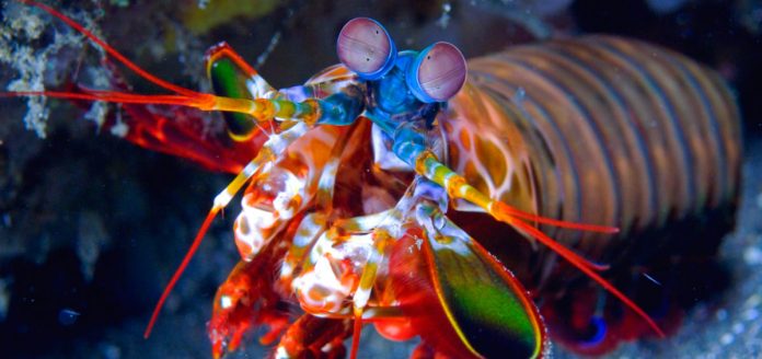 Mantis-Shrimp-mantiskarides